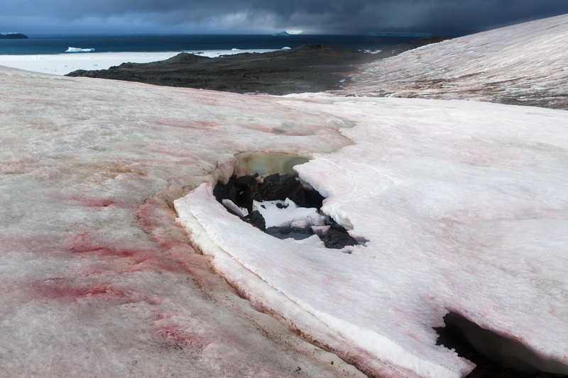 Illustration for article titled Antarctica is actually an amazingly colorful place